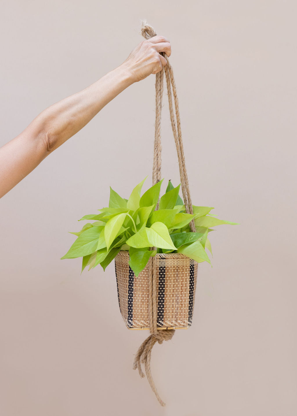 6" Neon Pothos + Hanging Planter Basket