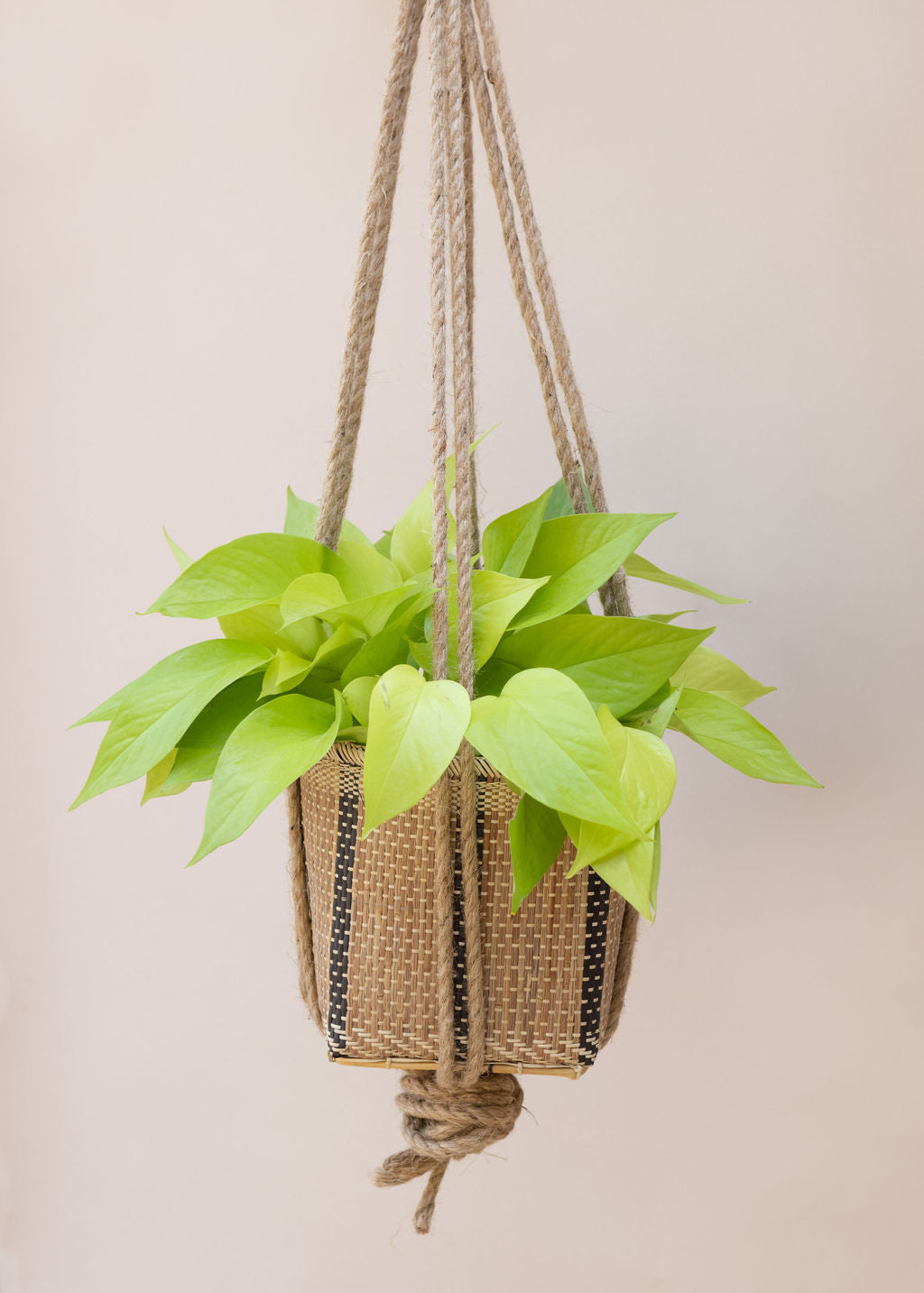 6" Neon Pothos + Hanging Planter Basket