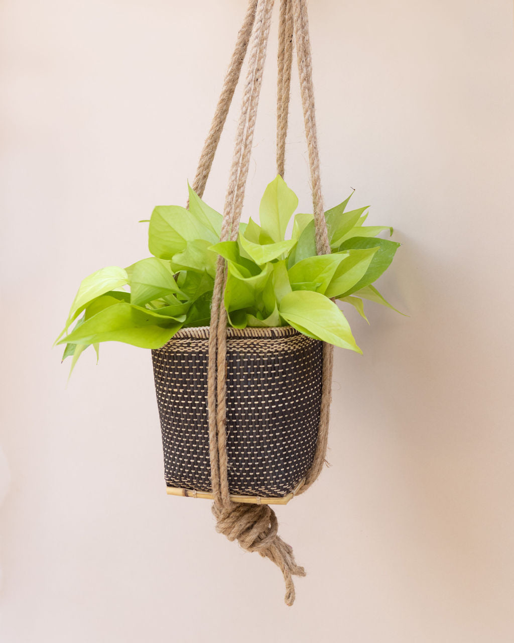 6" Neon Pothos + Hanging Planter Basket