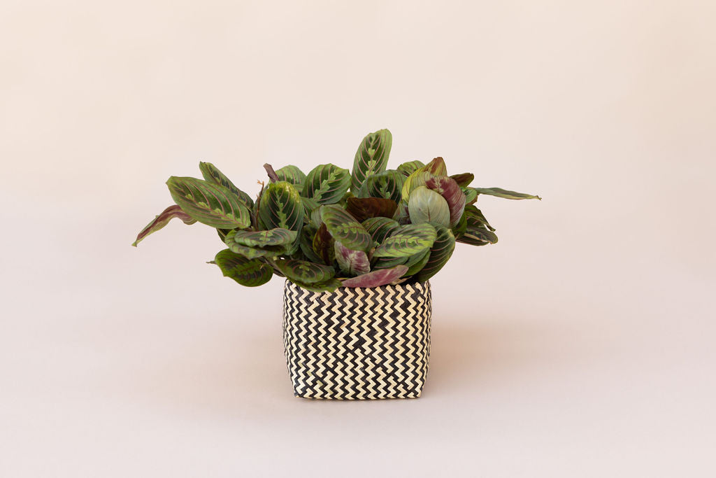 6" Maranta Prayer Plant + Basket