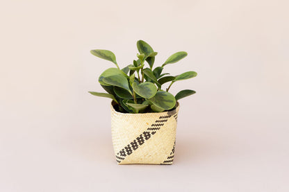 6" Marble Peperomia + Basket