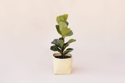 6" Fiddle Leaf Fig + Basket