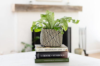 6" Bird's Nest Fern + Basket