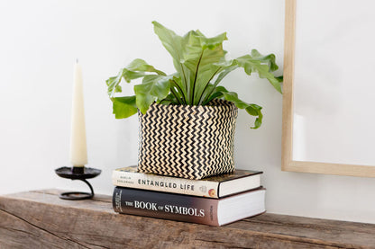 Bird's nest fern with basket planter