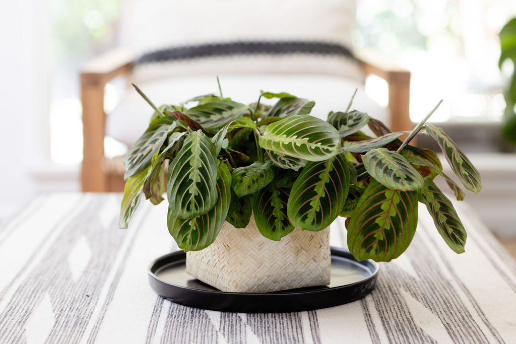 6" Maranta Prayer Plant + Basket