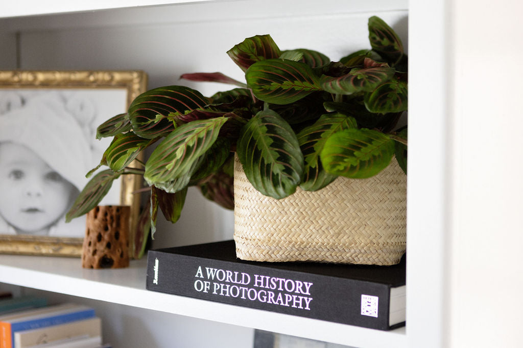 Maranta Prayer Plant + Basket