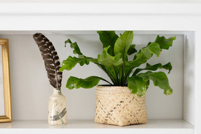 6" Bird's Nest Fern + Basket